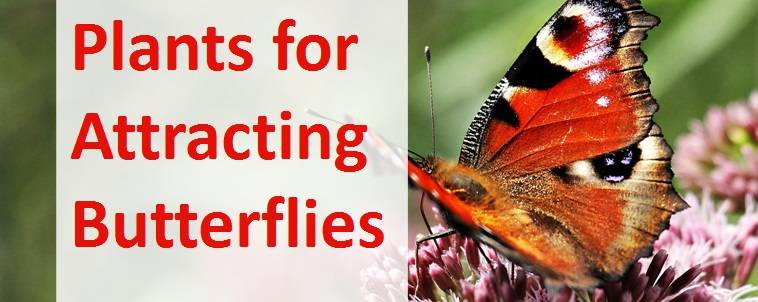 Plants for Attracting Butterflies